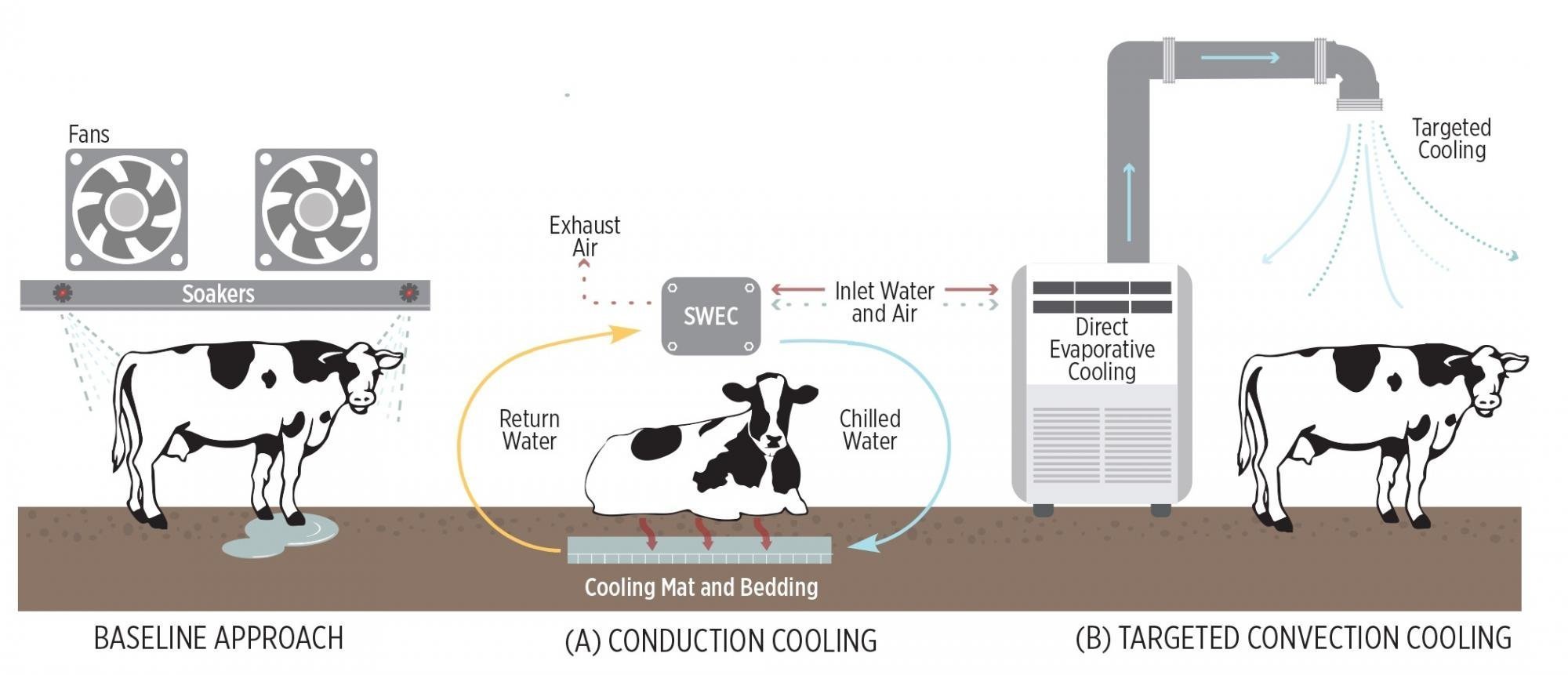 Keeping Cows Cool California Dairy Magazine