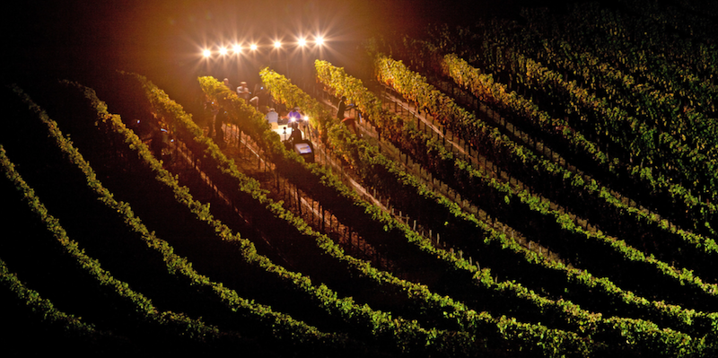 CALIFORNIA WINE 2017 HARVEST REPORT-Night Harvest- California Ag Network CALIFORNIA WINE 2017 HARVEST REPORT-Night Harvest- California Ag Network