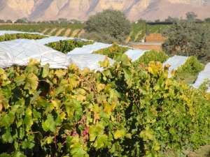 Central Valley Citrus Growers Manage through Mid-Season Freeze