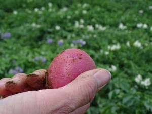 Red potato in Shelley Jansky Hand