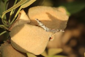 Orange worm research
