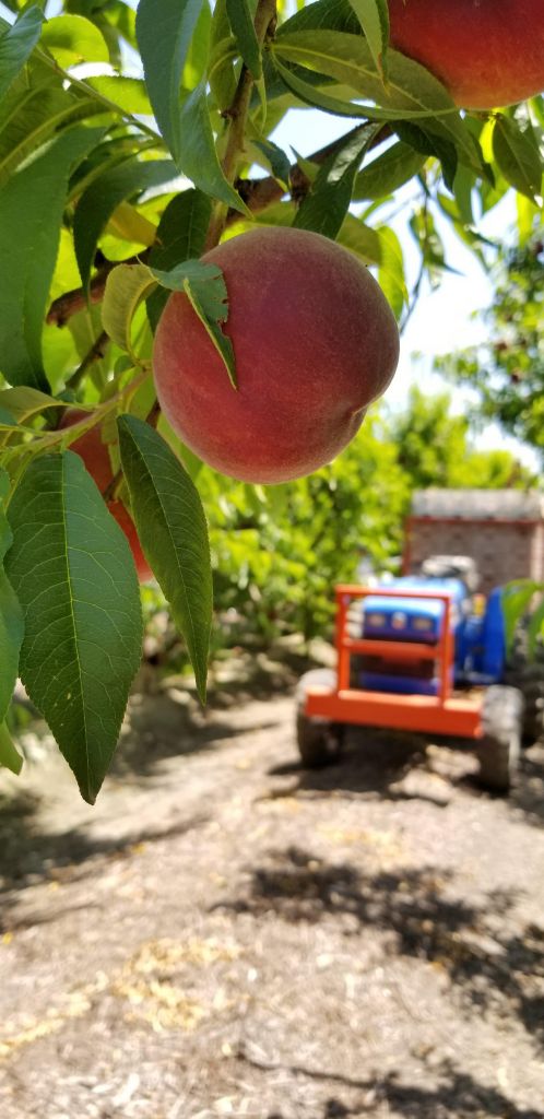 Wawona Ranch 