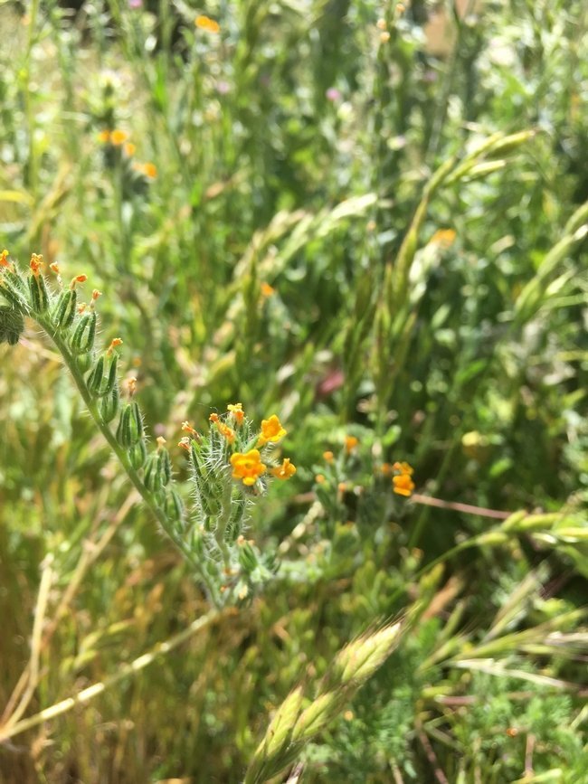 Fiddleneck