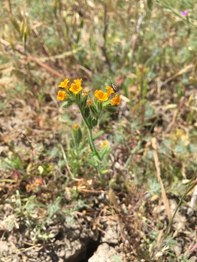 Fiddleneck 2
