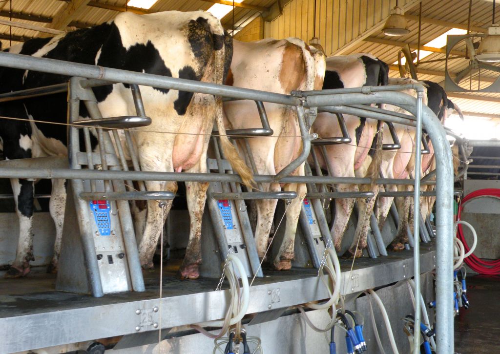 June Dairy Story 