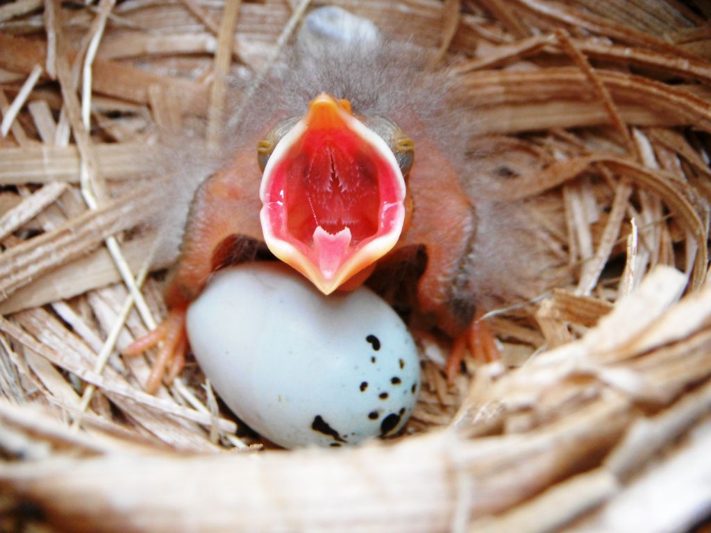 Baby and egg - Kelly Weintraub