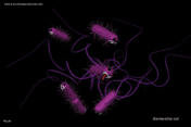E.coli 2