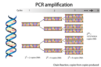 PCR Amplification