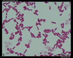 E.coli