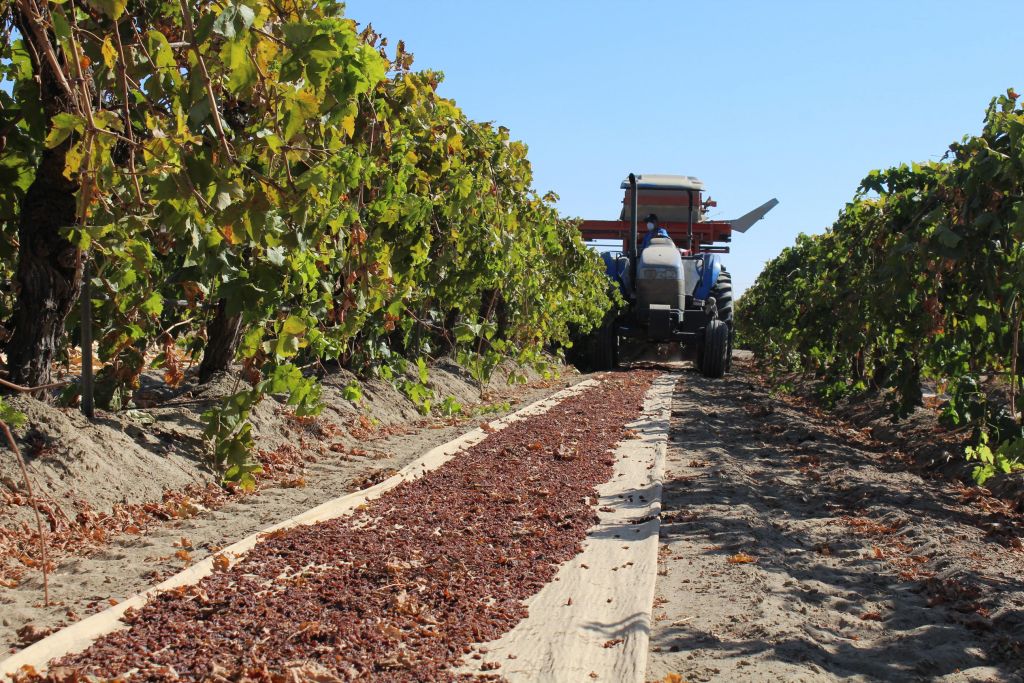 Raisin grape mechanical harvest 