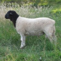 Black Head and White Dorper Sheep for Sale