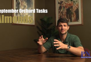 September Orchard Tasks - Almonds