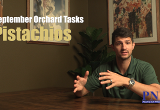 September Orchard Tasks – Pistachios